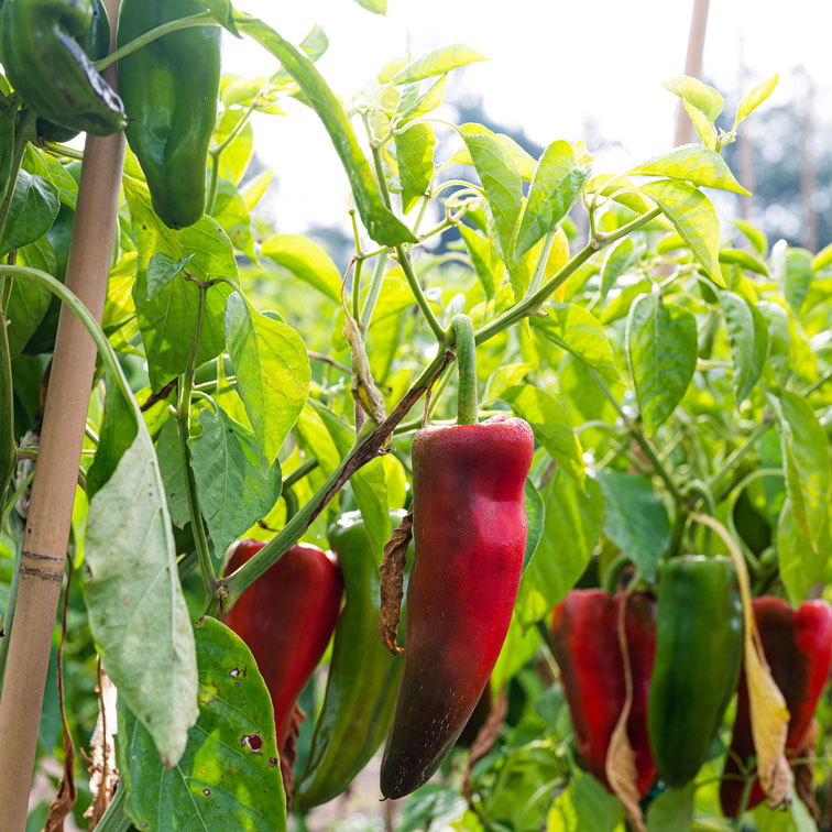 puur-leguum-puntpaprika