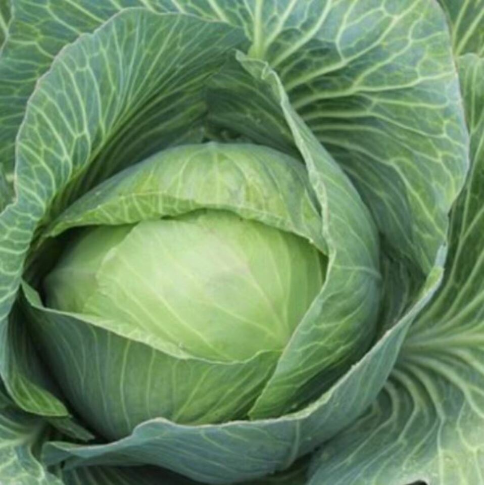 Gepekelde witte kool salade