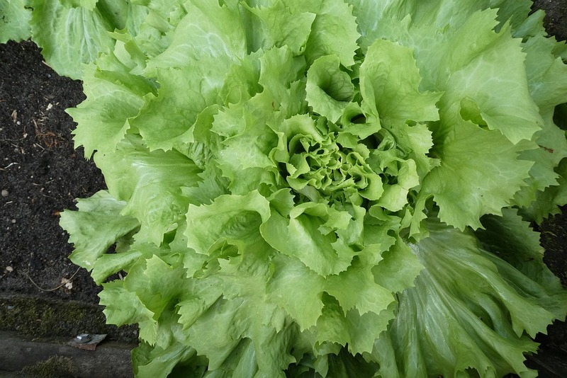 Aardappelen met andijvie
